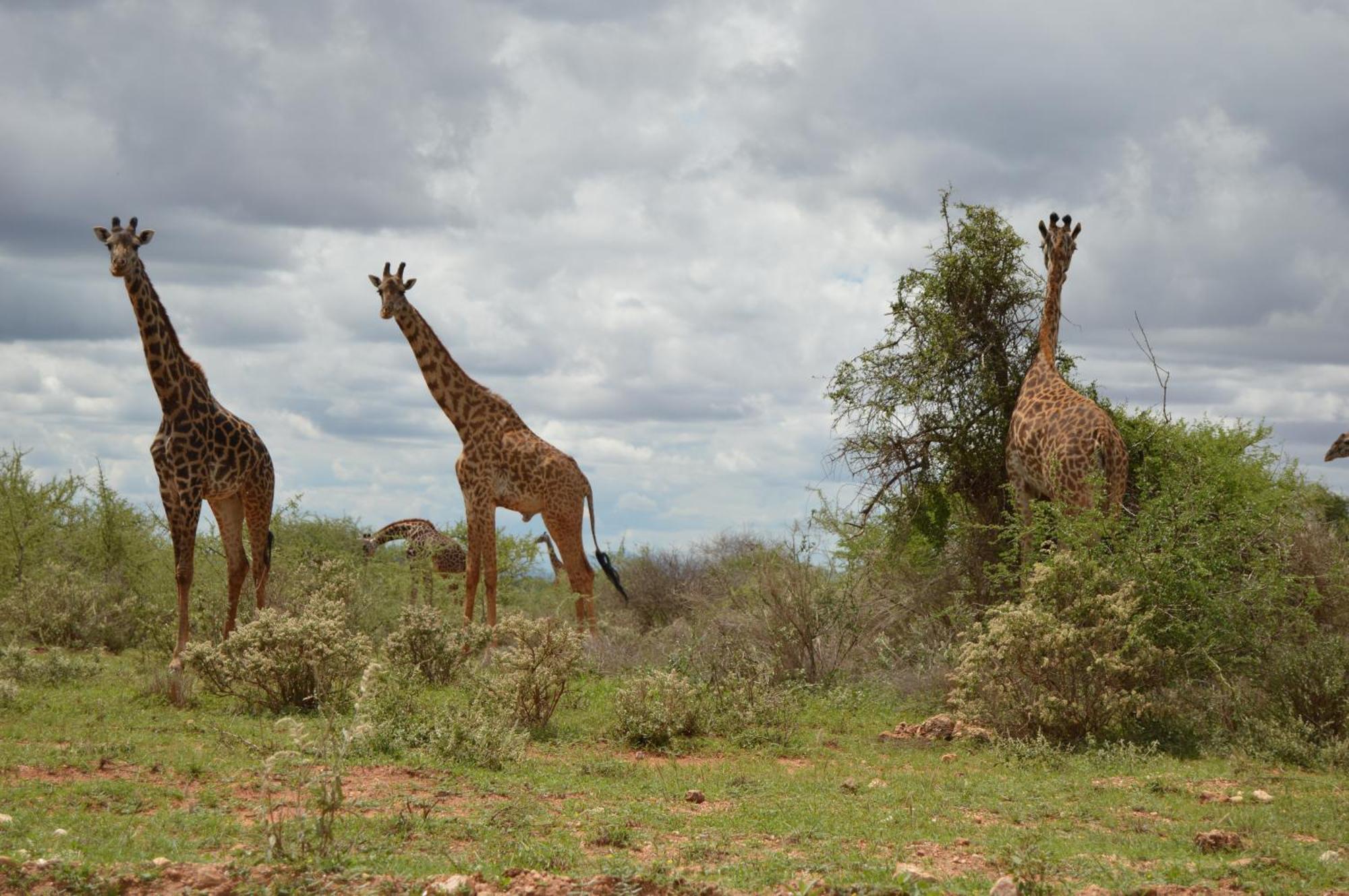 Wild Amboseli Ndovu Cottage. Exterior photo