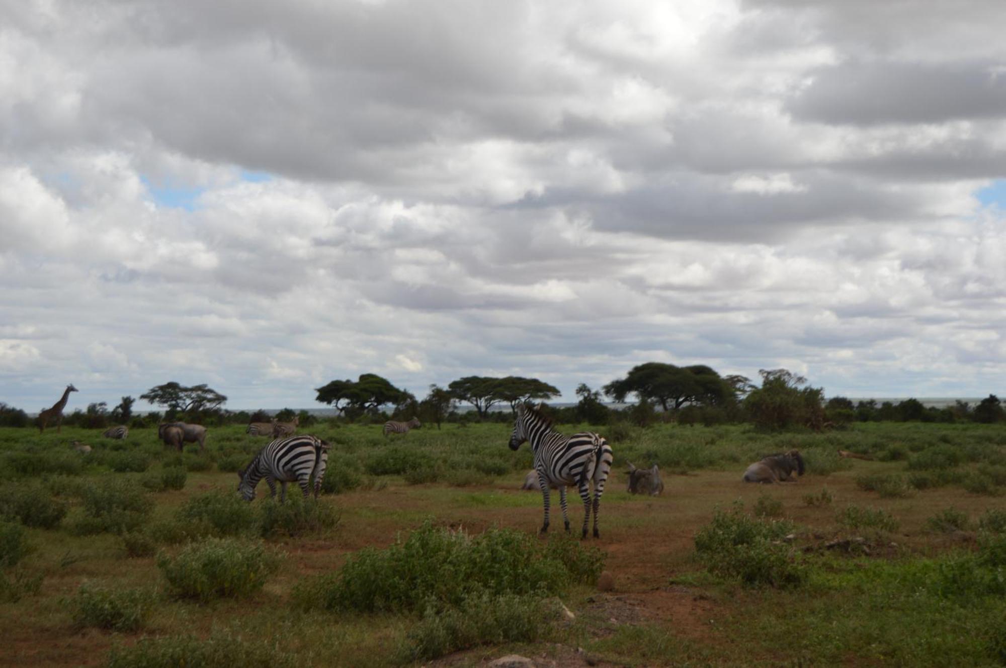 Wild Amboseli Ndovu Cottage. Exterior photo