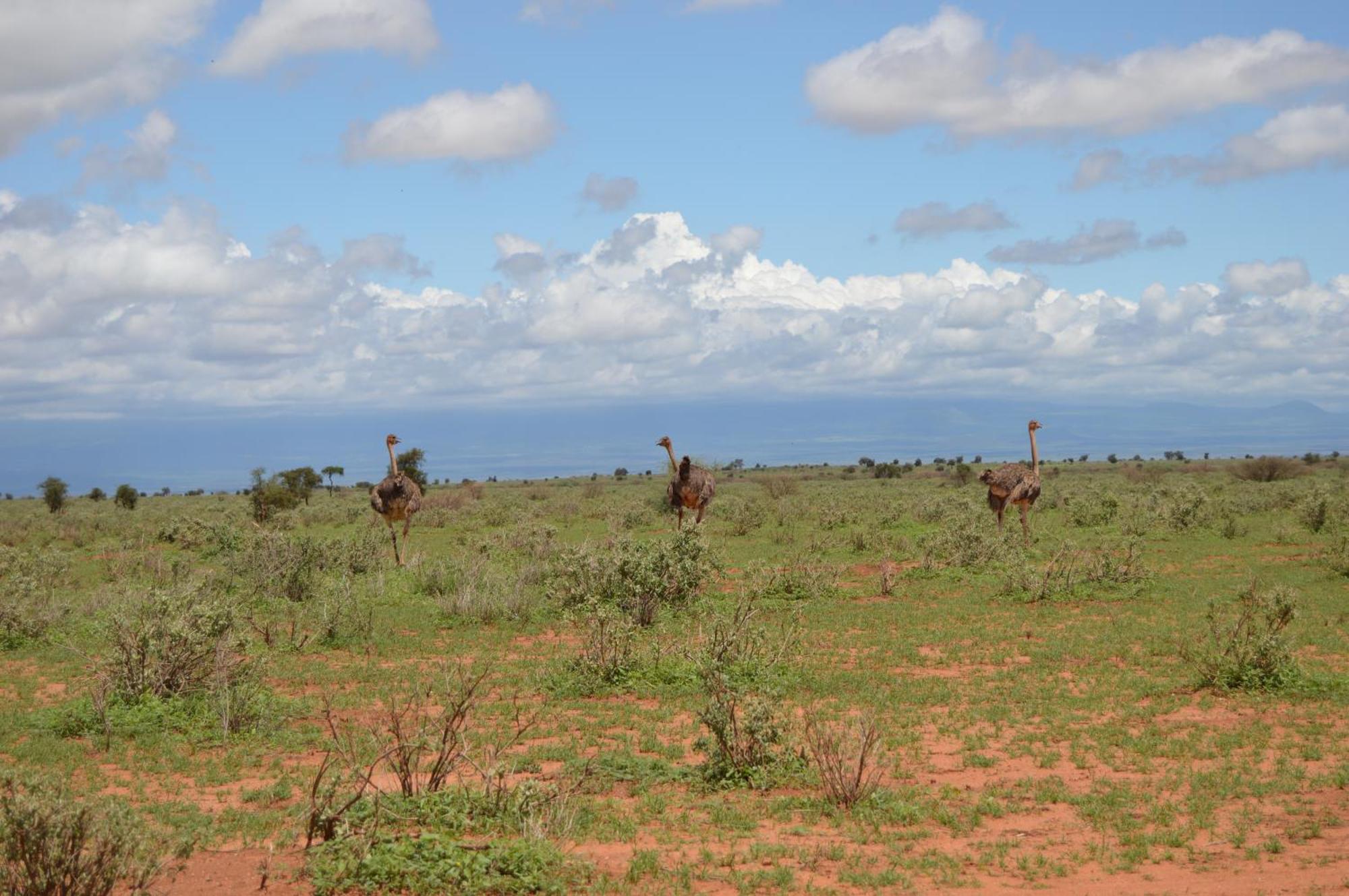 Wild Amboseli Ndovu Cottage. Exterior photo