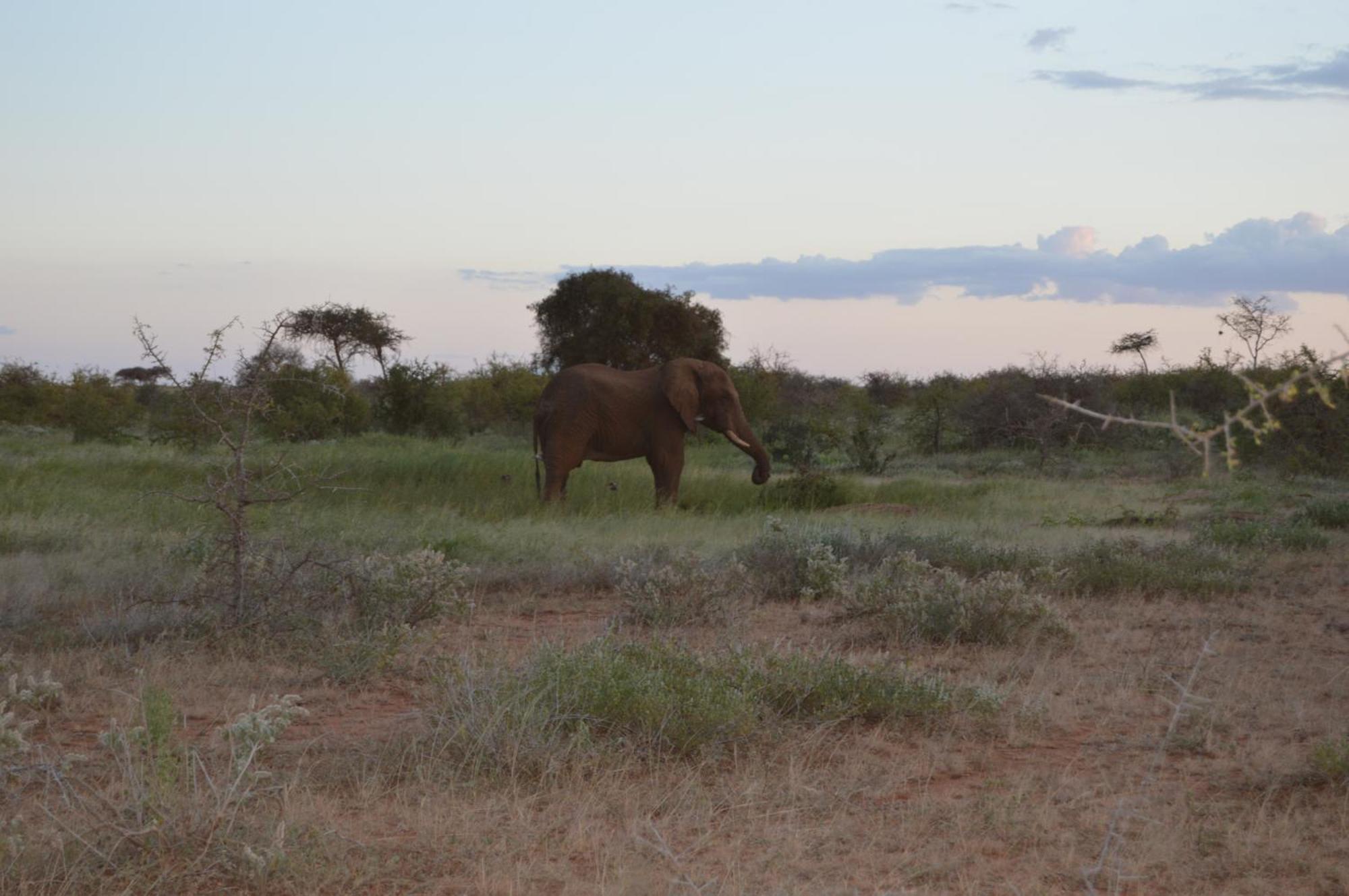 Wild Amboseli Ndovu Cottage. Exterior photo