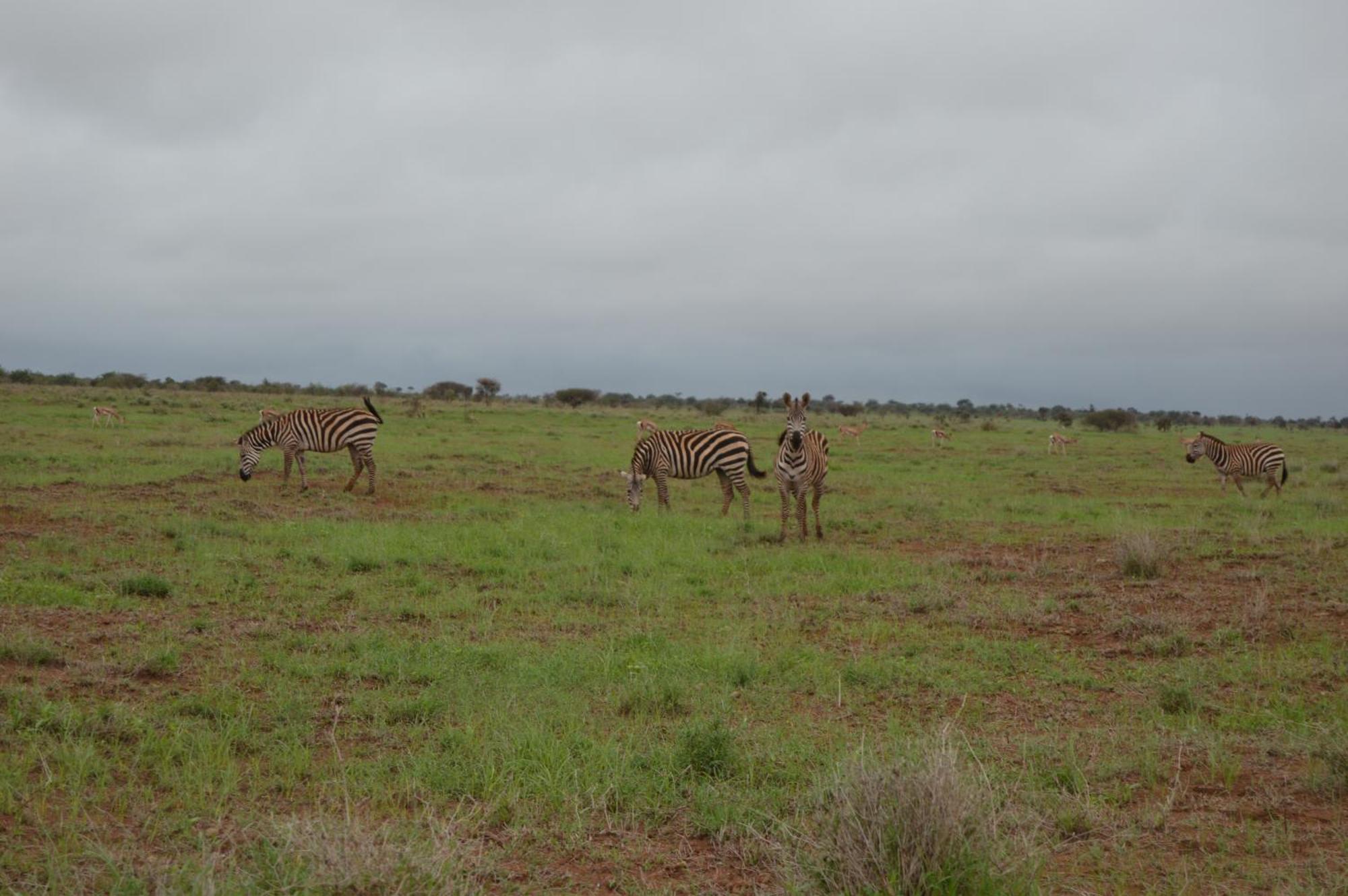 Wild Amboseli Ndovu Cottage. Exterior photo